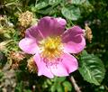 sweet briar ، sweet brier